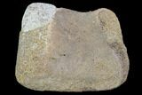 Hadrosaur Foot Bone - Alberta (Disposition #-) #100488-1